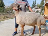 Schaf, Arashan sheep — Foto 1
