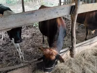 Bulle, Russian Black pied cattle — Foto 2