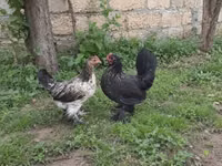 Japanisches Bantam — Foto 2
