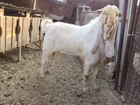 बकरा, Gulabi goats — फ़ोटो 3
