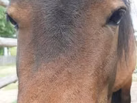 घोड़ी, American shetland pony — फ़ोटो 1