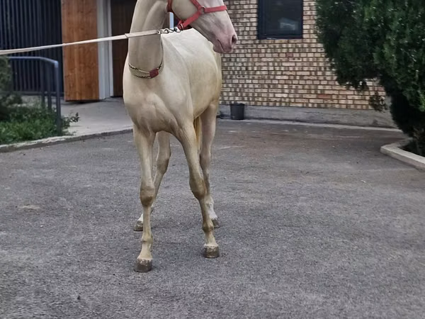 Caballo, Akhal-Teke
