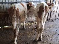 بقرة, Simmental cattle — الصورة 5
