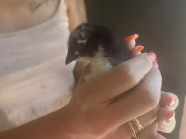 ऑर्पिंग्टन