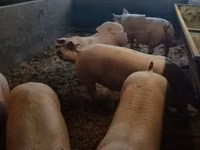 Eber, Schweine — Foto 2