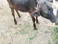 Vaca, Ganado vacuno — foto 7