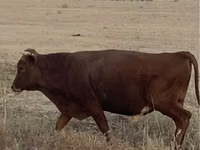 公牛, Kazakh White-headed cow — 照片 3
