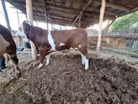 सांड, Simmental cattle — फ़ोटो 1