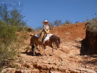 Horse (M), Pinto horses — photo 4