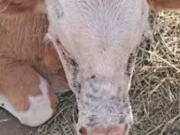 公牛, Simmental cattle — 照片 1