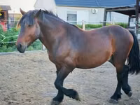 Horse (M), Međimurje horse — photo 3