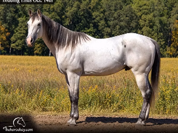 公马, Quarter Horse
