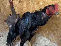 Chickens — 照片 2