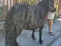 母马, American shetland pony — 照片 2