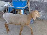 Schaf, Arashan sheep — Foto 1