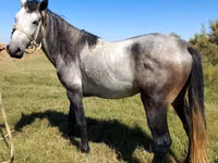 Caballo, Mustang — foto 3