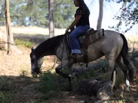 घोड़ी, Quarter Horse — फ़ोटो 7