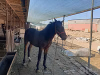 Hengst, Kyrgyz Horse — Foto 1
