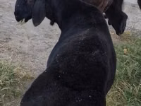 Ram, Hissar sheep — photo 1