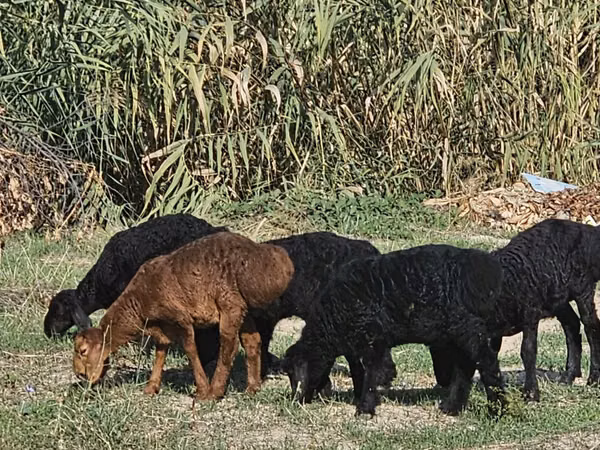 मेढ़ा, Rhon sheep