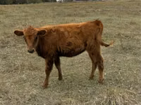 Cow, Cattle — photo 2