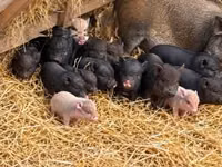 Sow — photo 3
