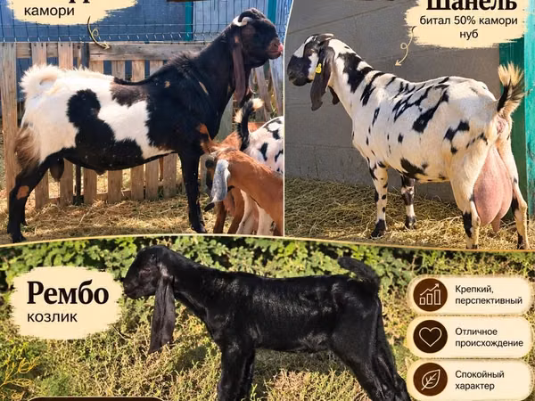 عنزة, Gembrong goats