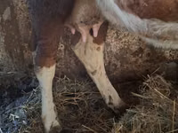 بقرة, Simmental cattle — الصورة 4