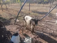 Goat, Goats — photo 1