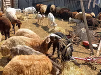 绵羊（批次，未指定性别）, Sheep — 照片 2