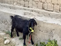 母山羊, Goats — 照片 3