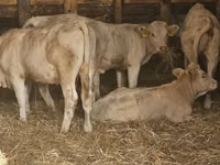 गाय, Charolais cattle — फ़ोटो 1
