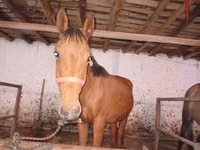 घोड़ा, Manipuri pony — फ़ोटो 1