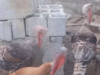 Turkeys — photo 3