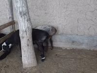 Cabras (lote, sexo no especificado), Cabras — foto 4