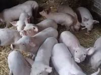Schweine (Partie, Geschlecht nicht angegeben) — Foto 2
