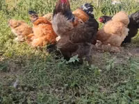 براهما — الصورة 3