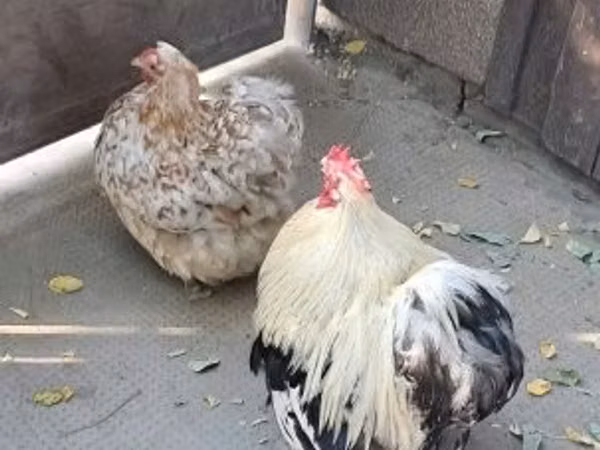 Pekin-Zwerg
