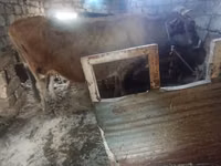 Cow, Cattle — photo 3