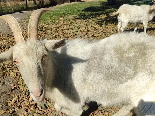 Cabra, Cabras