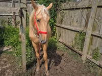 فرس, Palomino — الصورة 2