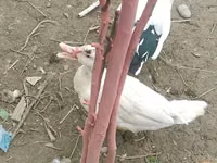Ducks — الصورة 5