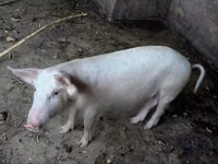 Pigs (batch, sex not specified) — photo 1