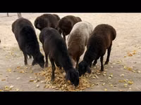 Ram, Sheep — photo 4
