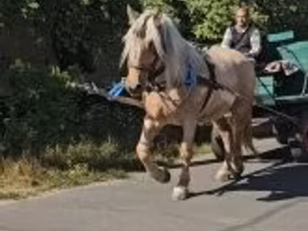 घोड़ी, घोड़े