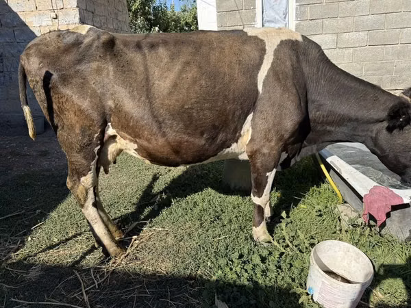 गाय, Swiss cattle