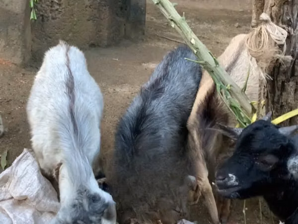 Ziegen (Partie, Geschlecht nicht angegeben), Ziegen — Ghana