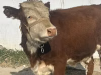 गाय, Simmental cattle — फ़ोटो 3