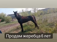 公马, Altai horse — 照片 7
