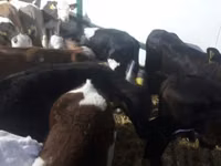 公牛, Limousin cow — 照片 1